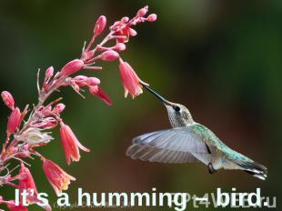 It’s a humming – bird.