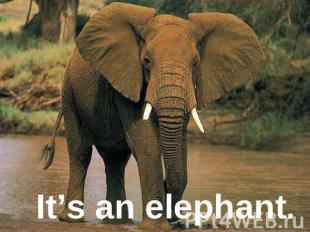 It’s an elephant.