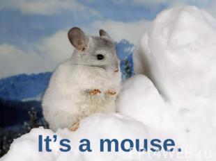 It’s a mouse.