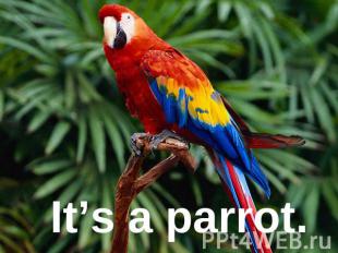 It’s a parrot.