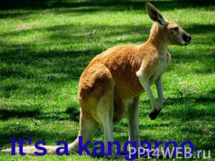 It’s a kangaroo.