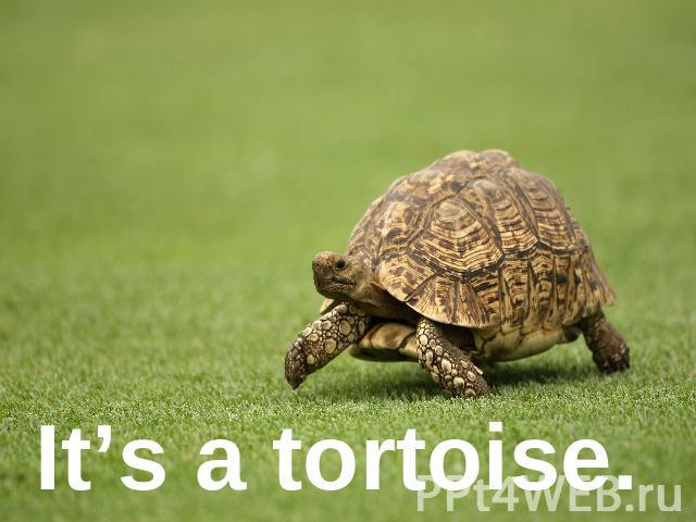 It’s a tortoise.