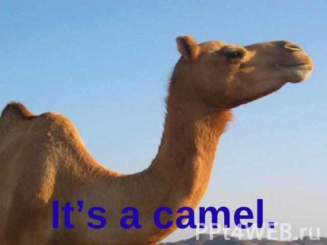 It’s a camel.