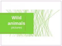 Wild animals pictures
