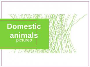 Domestic animals pictures