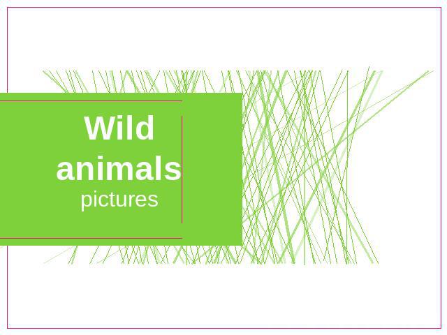 Wild animalspictures