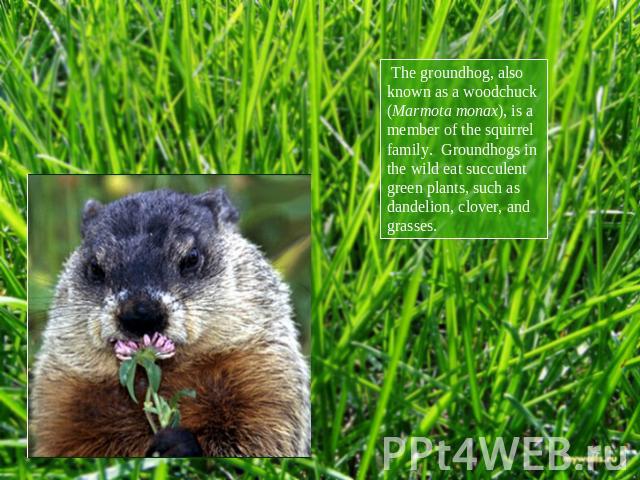 The groundhog, also known as a woodchuck (Marmota monax), is a member of the squirrel family.  Groundhogs in the wild eat succulent green plants, such as dandelion, clover, and grasses.