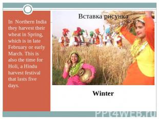 In Northern India they harvest their wheat in Spring, which is in late February