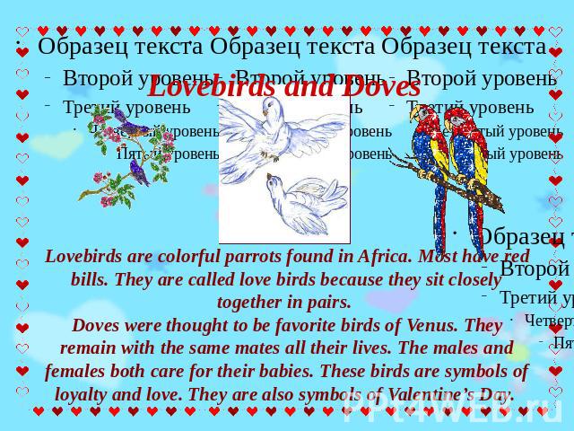 Lovebirds and Doves Lovebirds are colorful parrots found in Africa. Most have red bills. They are called love birds because they sit closely together in pairs. Doves were thought to be favorite birds of Venus. They remain with the same mates all the…