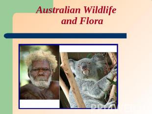 Australian Wildlife and Flora