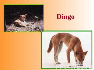 Dingo
