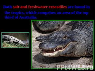 Both salt and freshwater crocodiles are found in the tropics, which comprises an