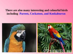 There are also many interesting and colourful birdsincluding Parrots, Cockatoos,