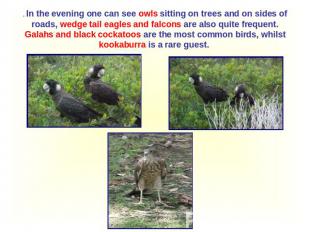 . In the evening one can see owls sitting on trees and on sides of roads, wedge