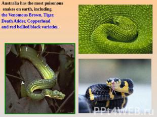 Australia has the most poisonous snakes on earth, including the Venomous Brown,