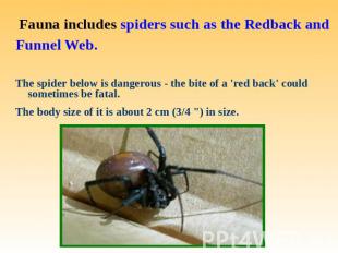 Fauna includes spiders such as the Redback and Funnel Web. The spider below is d