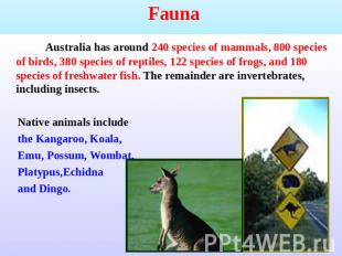   Fauna Australia has around 240 species of mammals, 800 species of birds, 380 s
