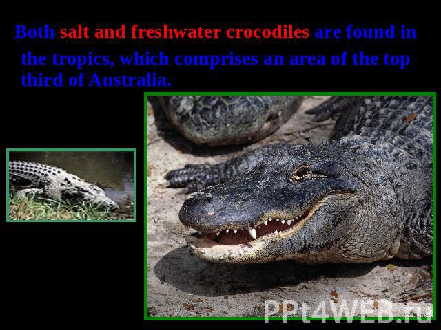 Both salt and freshwater crocodiles are found in the tropics, which comprises an area of the top third of Australia.