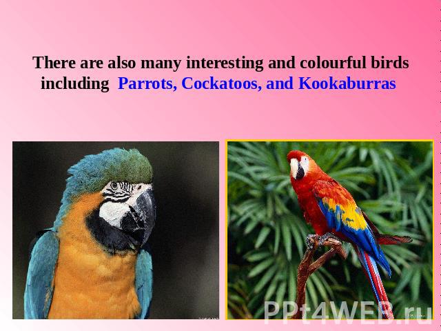 There are also many interesting and colourful birdsincluding Parrots, Cockatoos, and Kookaburras