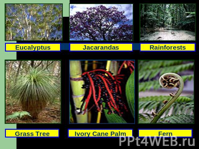 Eucalyptus Jacarandas Rainforests Grass Tree Ivory Cane Palm Fern