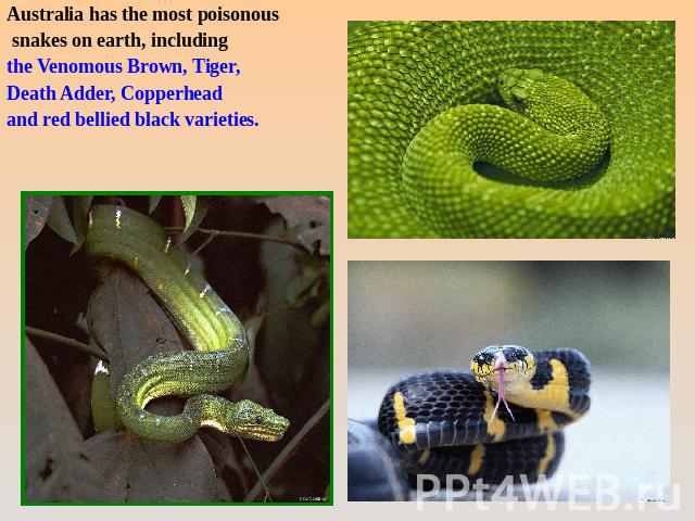 Australia has the most poisonous snakes on earth, including the Venomous Brown, Tiger, Death Adder, Copperhead and red bellied black varieties.