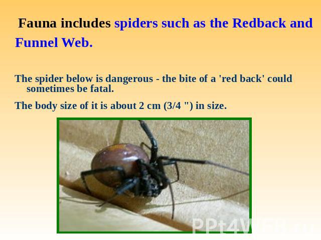 Fauna includes spiders such as the Redback and Funnel Web. The spider below is dangerous - the bite of a 'red back' could sometimes be fatal.The body size of it is about 2 cm (3/4 