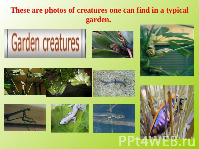 These are photos of creatures one can find in a typical garden.