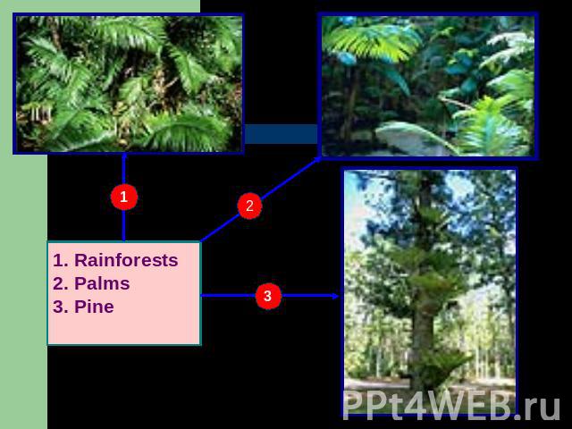 RainforestsPalmsPine