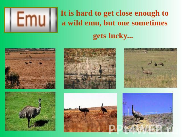 It is hard to get close enough to a wild emu, but one sometimes gets lucky...