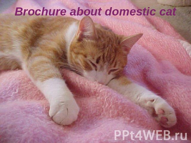 Brochure about domestic cat
