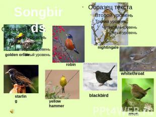 Songbirds golden oriole robin nightingale whitethroat wren blackbird yellow hamm