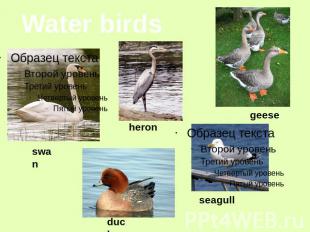 Water birds swan heron geese seagull duck