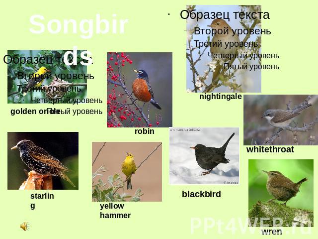 Songbirds golden oriole robin nightingale whitethroat wren blackbird yellow hammer starling