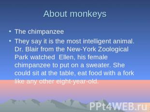 About monkeys The chimpanzeeThey say it is the most intelligent animal. Dr. Blai