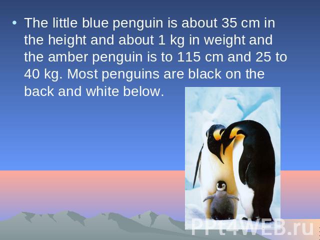 The little blue penguin is about 35 cm in the height and about 1 kg in weight and the amber penguin is to 115 cm and 25 to 40 kg. Most penguins are black on the back and white below.