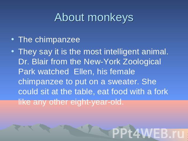 About monkeys The chimpanzeeThey say it is the most intelligent animal. Dr. Blair from the New-York Zoological Park watched Ellen, his female chimpanzee to put on a sweater. She could sit at the table, eat food with a fork like any other eight-year-old.