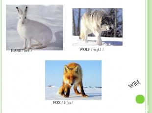 HARE / heə / WOLF / wʋlf / FOX / fɒks / Wild