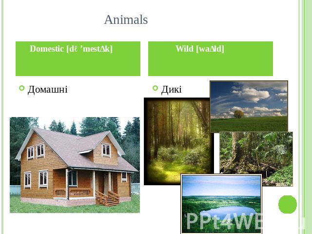 Animals Domestic [də’mestɪk] Wild [waɪld]
