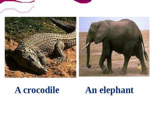 A crocodile An elephant