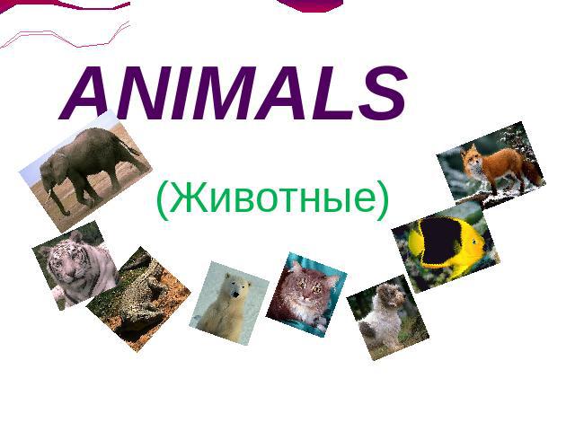ANIMALS (Животные)