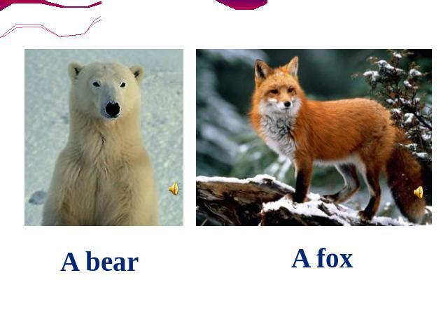 A bear A fox
