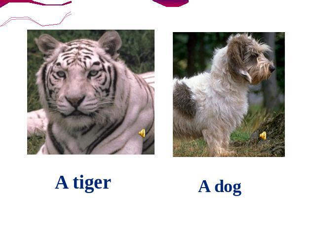 A tiger A dog