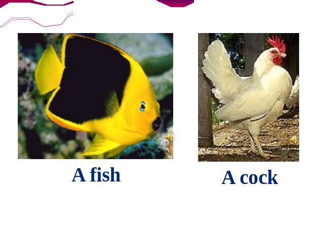 A fish A cock