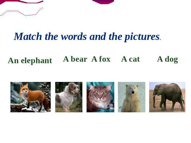 Match the words and the pictures. An elephant A bear A fox A cat A dog