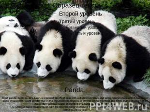 Panda.Most panda, bamboo, or a bear - a mammal family of bear with a distinctive