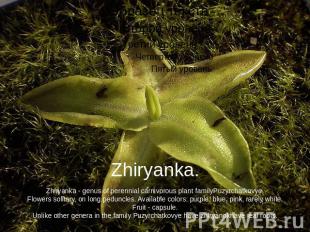 Zhiryanka.Zhiryanka - genus of perennial carnivorous plant familyPuzyrchatkovye.