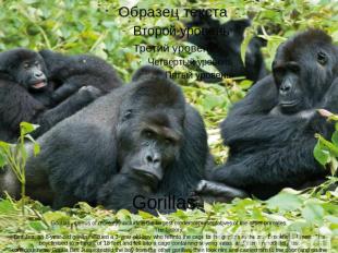 Gorillas. Gorillas - genus of monkeys including the largest modernrepresentative