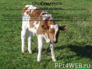 Cow.Cow - female of domestic ox, domesticated subspecies of the wild bull, a clo