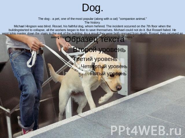 Dog.The dog - a pet, one of the most popular (along with a cat) 