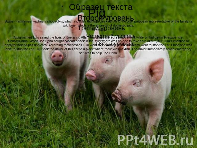 Pig.Swine - family nezhvachnyh artiodactyls, which includes eightspecies, including the only European representative of the family -a wild boar, which is the ancestor of domestic pigs.The history.A pig named Lulu saved the lives of Joe Ennu Altsmanu…